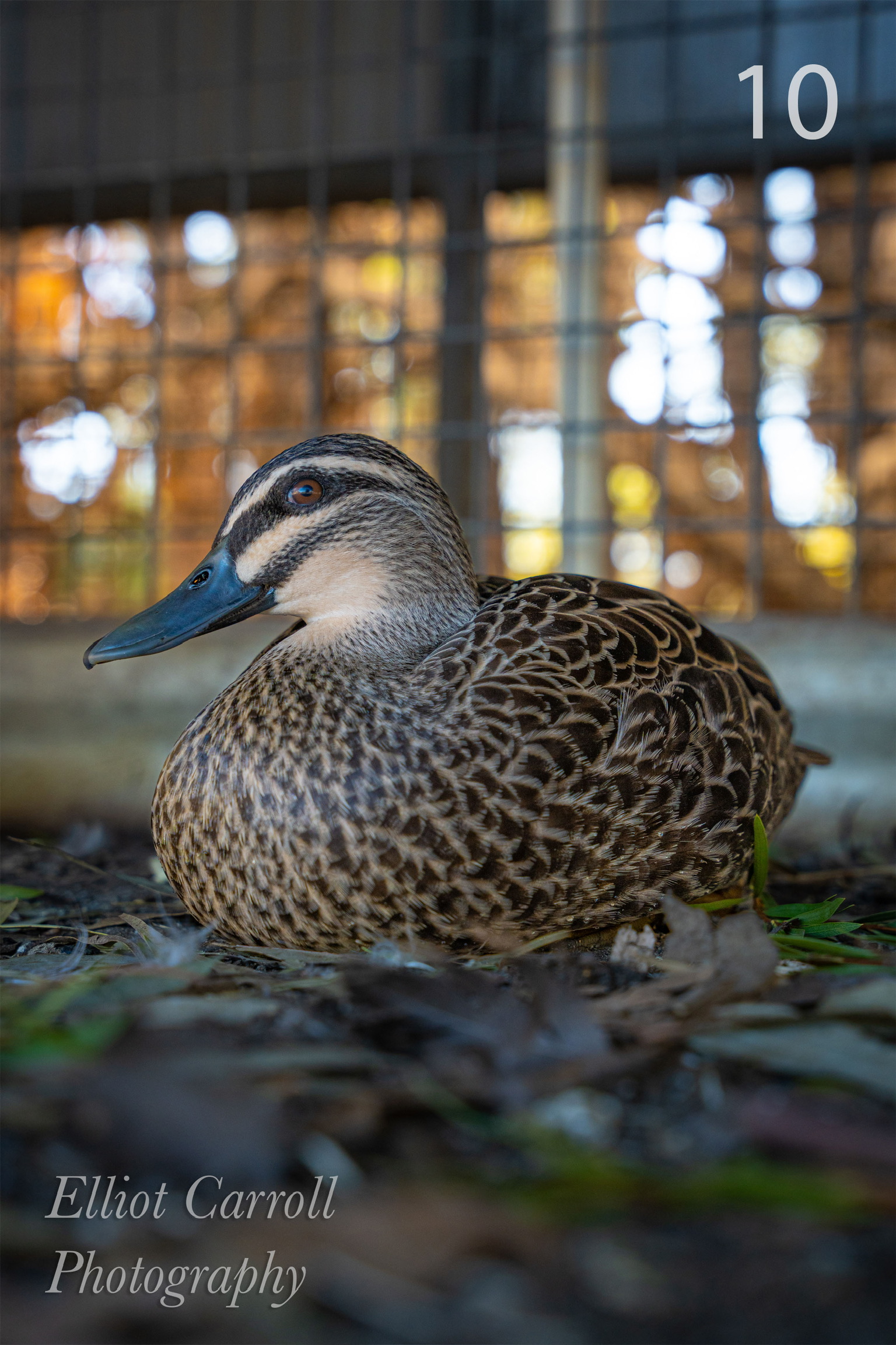 Duck W.JPG
