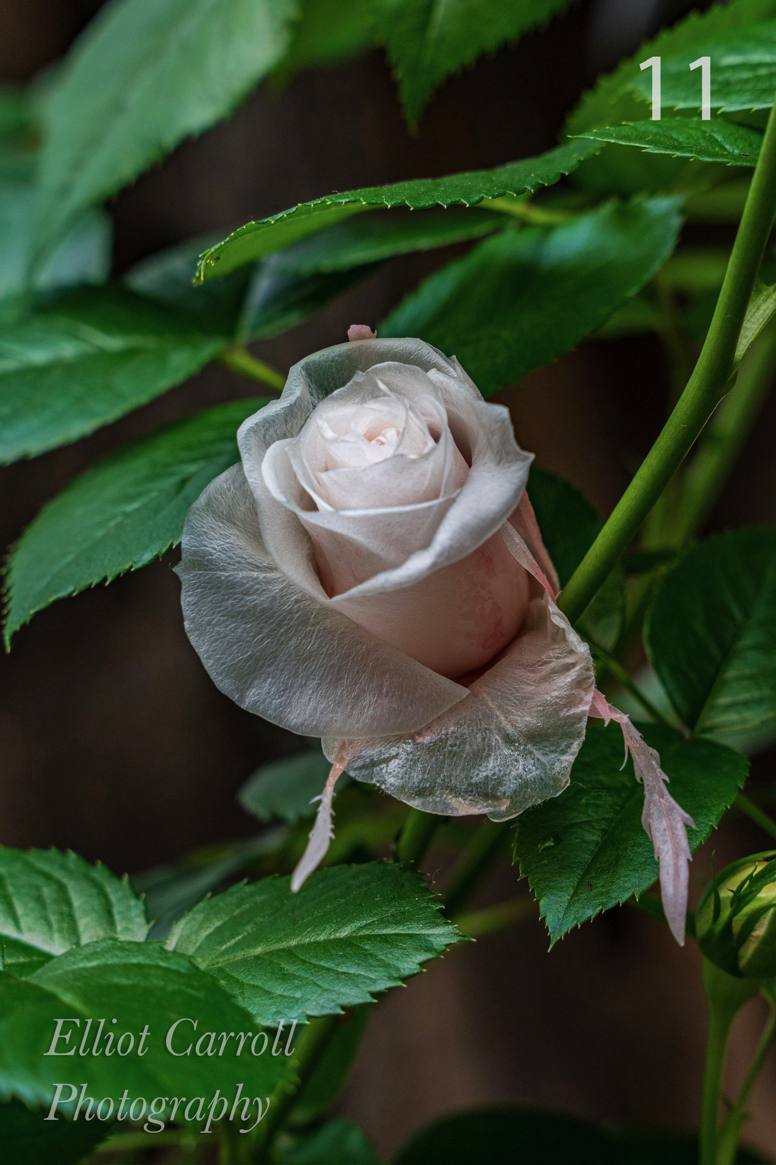 ClearRoseWeb-Watermarked.jpg