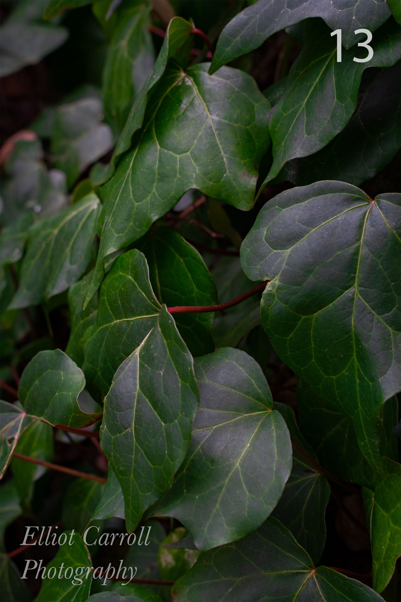 Leaves W.JPG