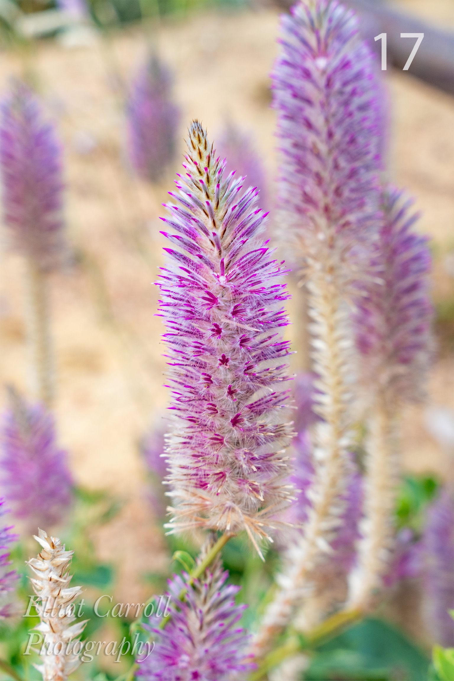 Fuzzy Flowers W.JPG
