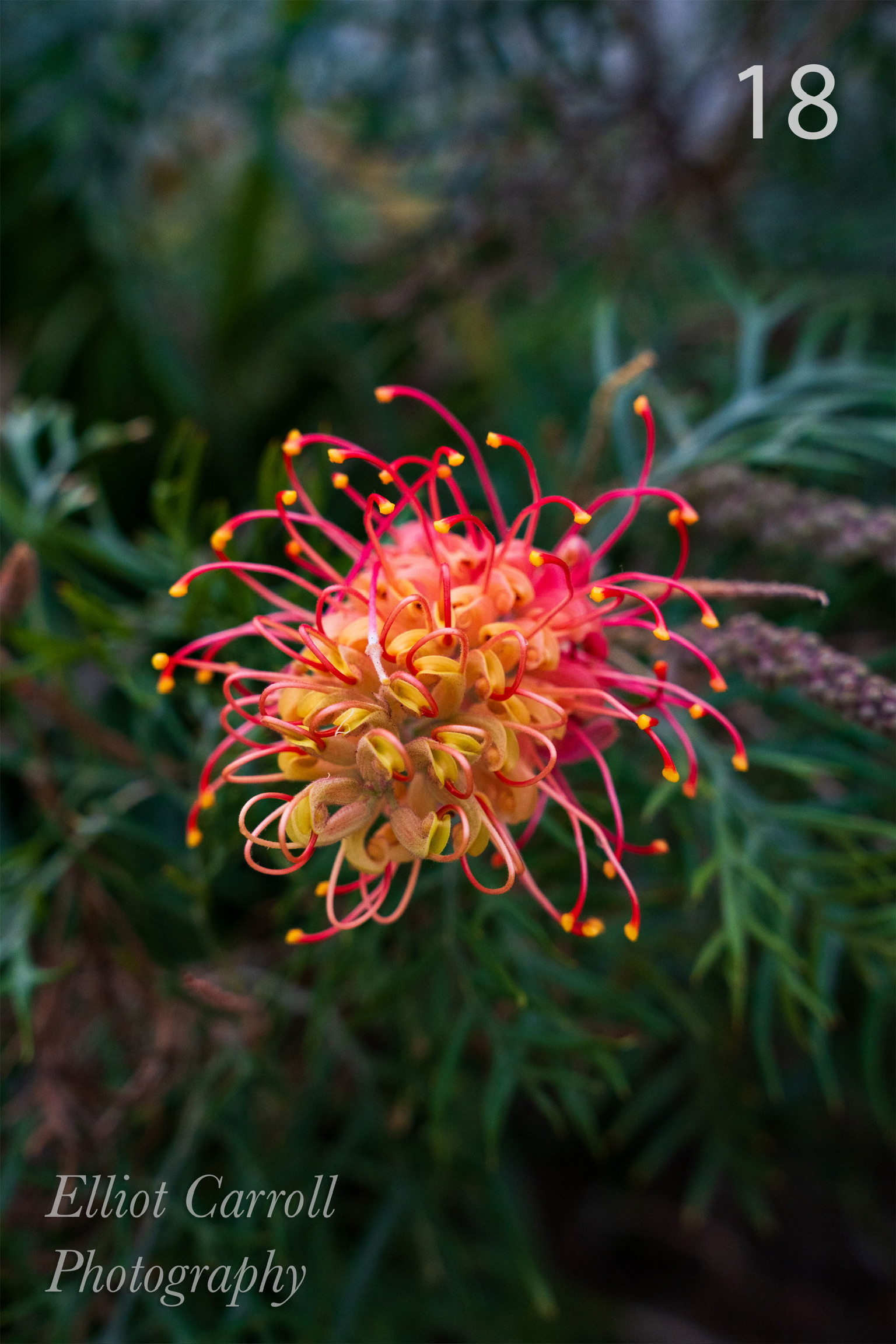Alien Flower