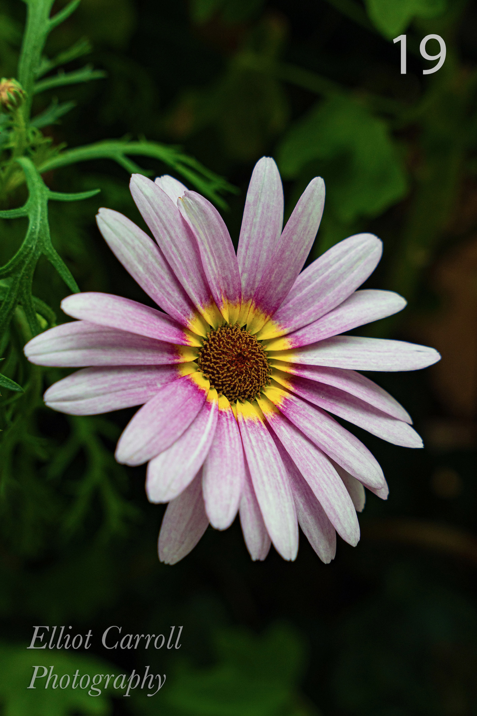 GardenCosmosWeb-Watermarked.jpg