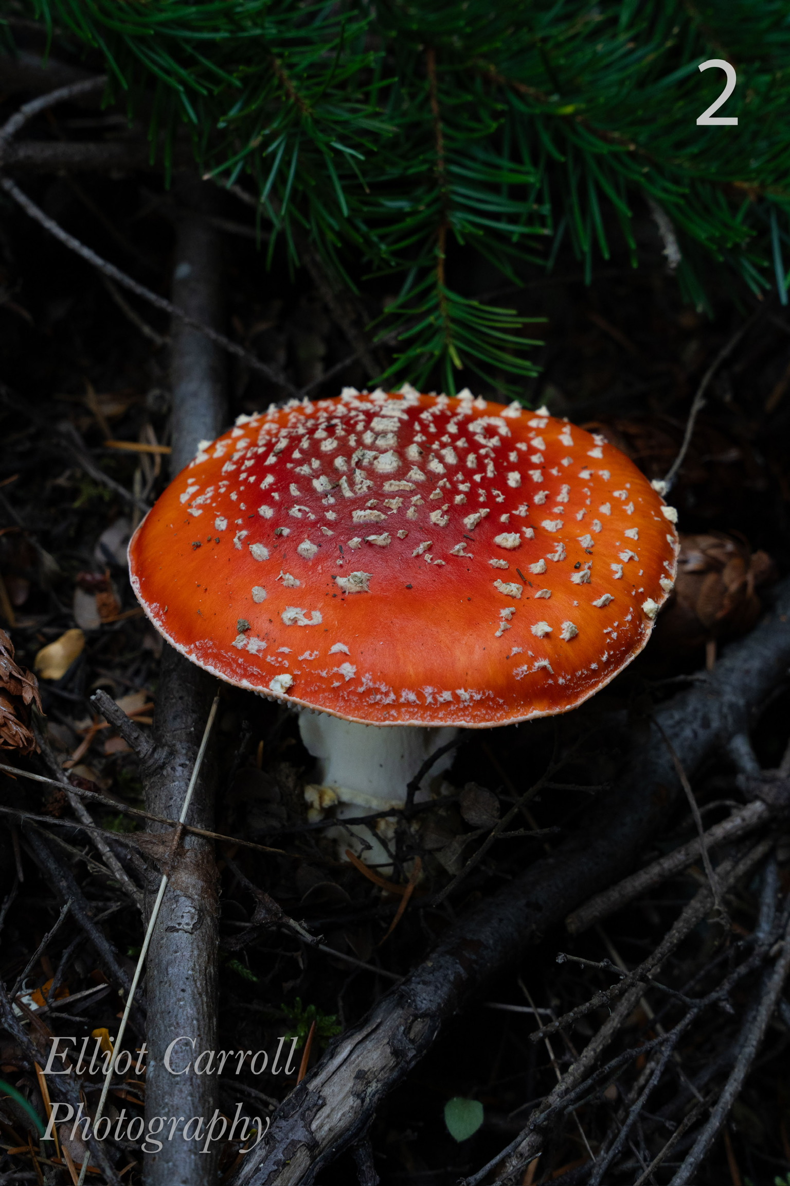 Mushroom W.JPG