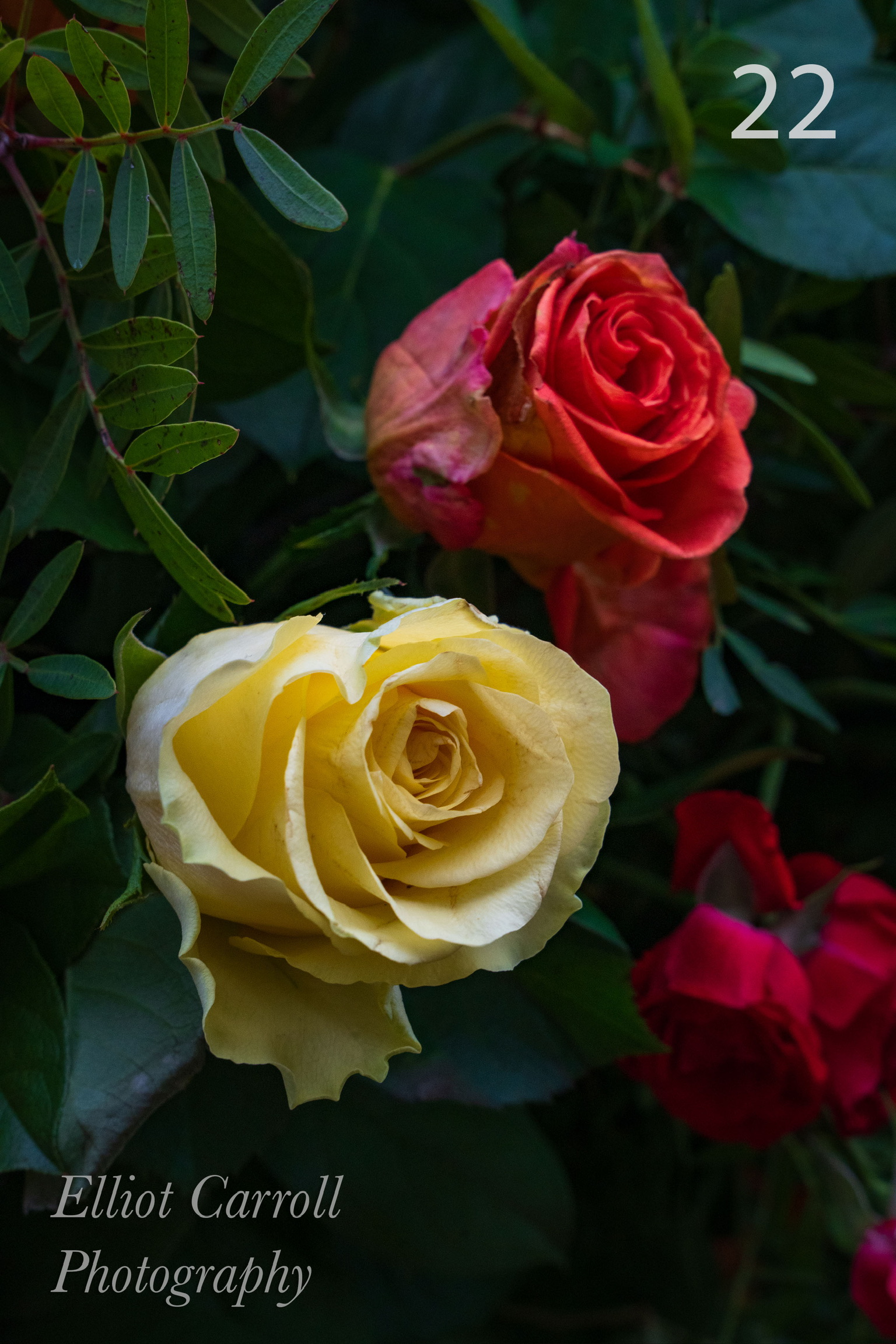 WhiteRedRosesWeb-Watermarked.jpg
