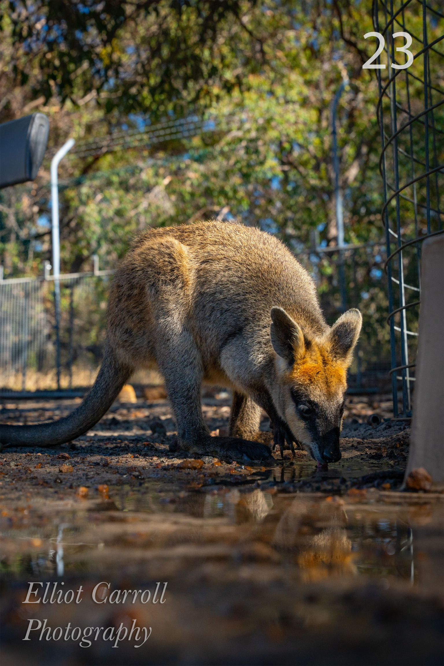 Wallaby Drinking W.JPG