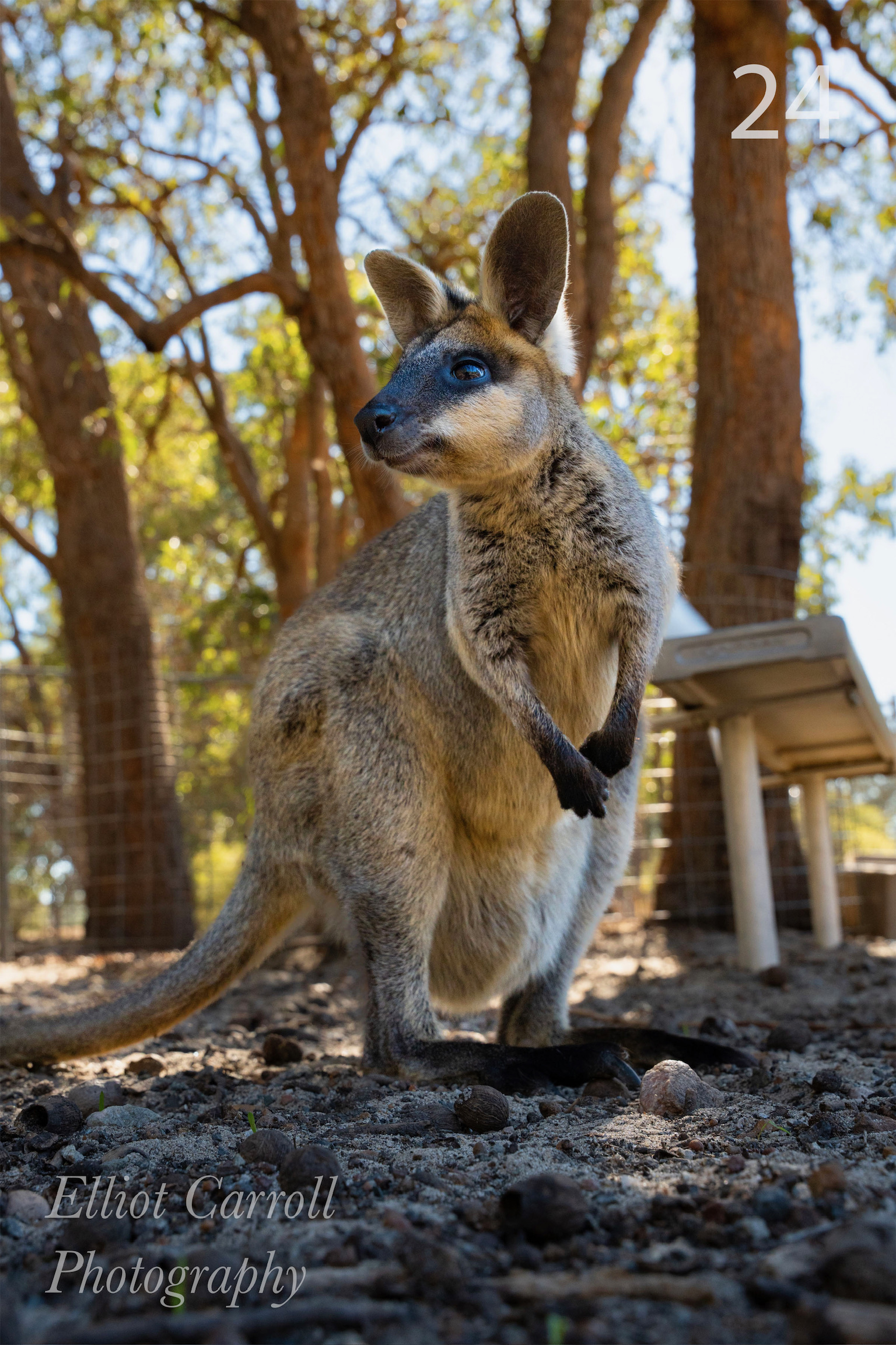 Wallaby Standing W.JPG