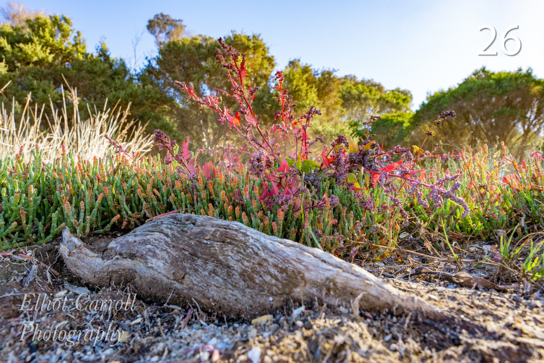 Plants Landscape W.JPG
