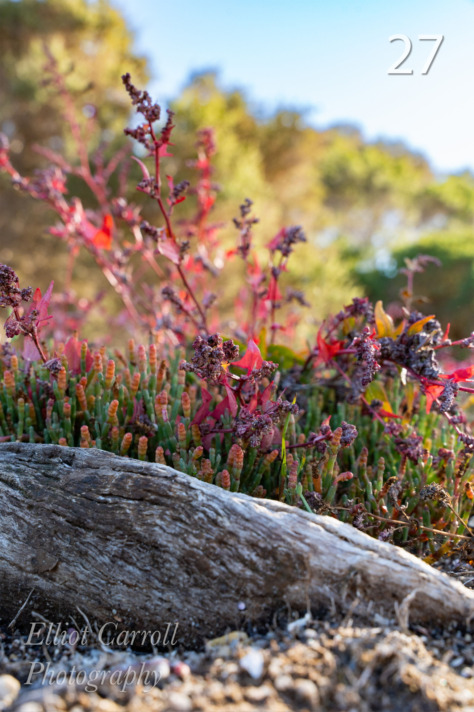 Plants Portrait W.JPG