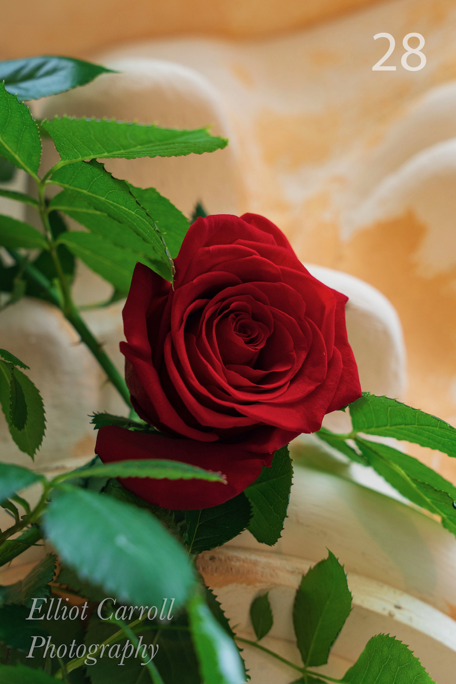 VineRedRoseWeb-Watermarked.jpg