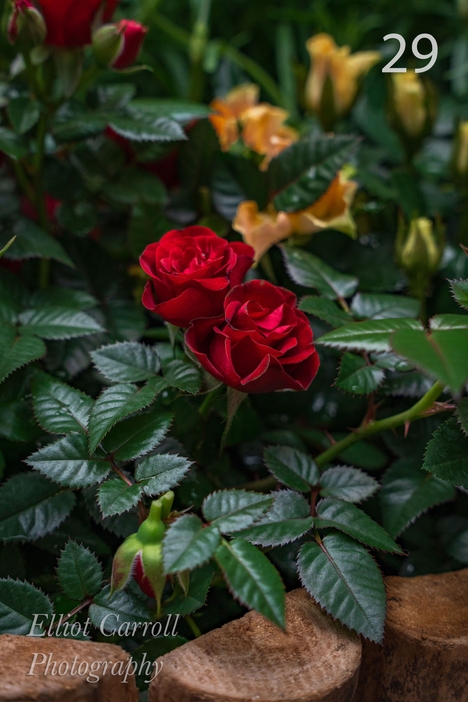 WalkwayRosesWeb-Watermarked.jpg