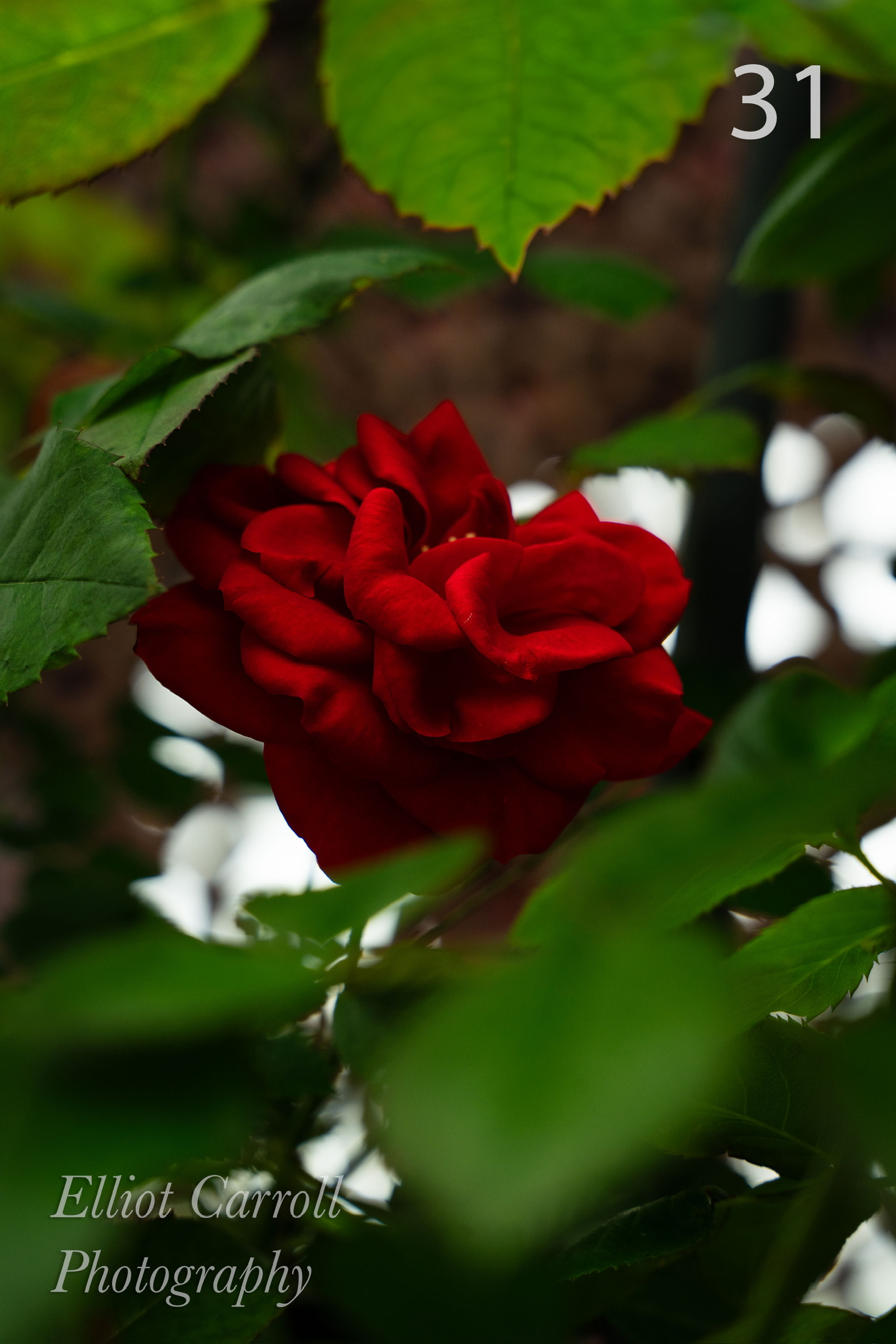 RedRoseHidingWeb-Watermarked.jpg