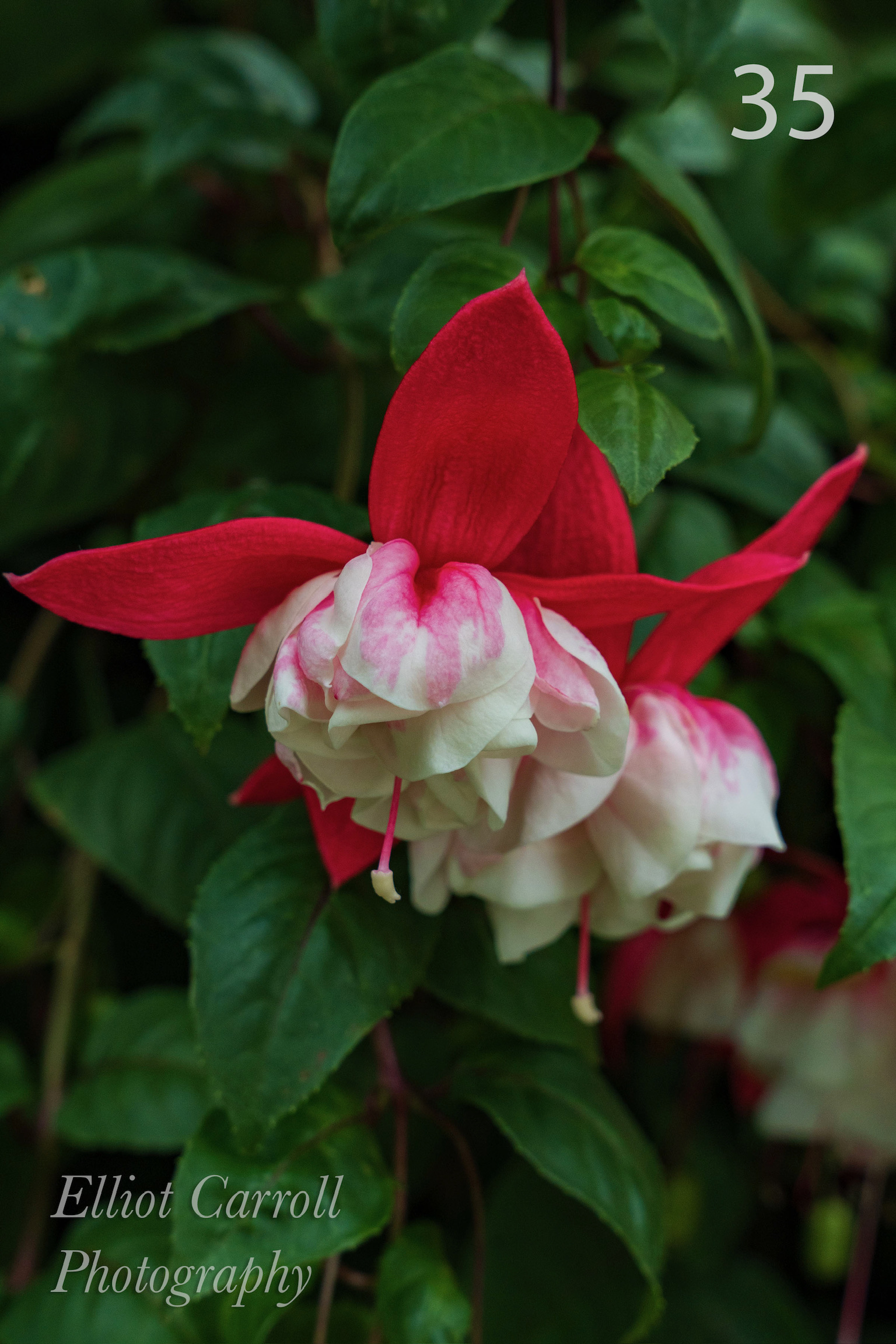 FuchsiaWeb-Watermarked.jpg