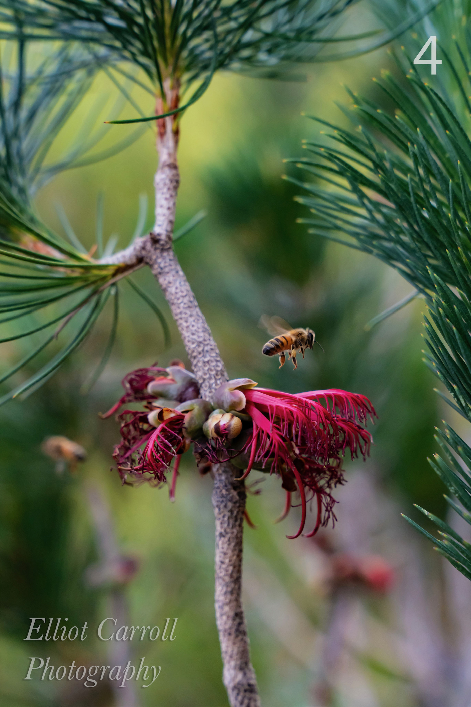 Bee