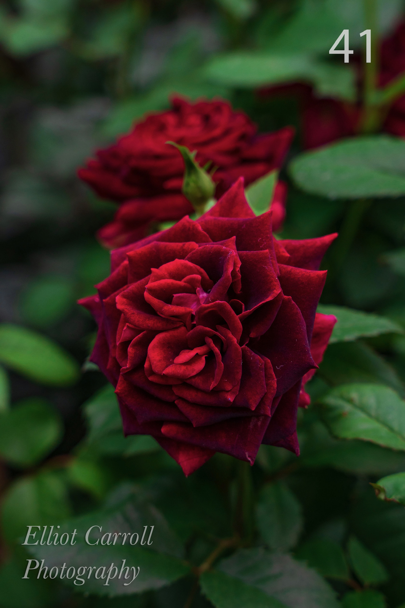 BlackRoseWeb-Watermarked.jpg