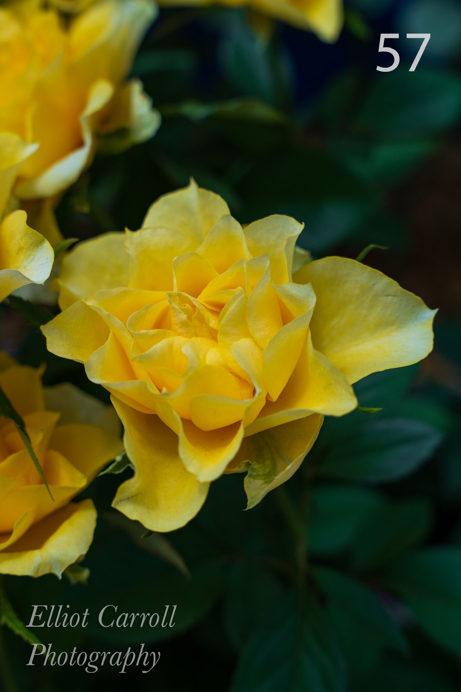 YellowRippleyWeb-Watermarked.jpg