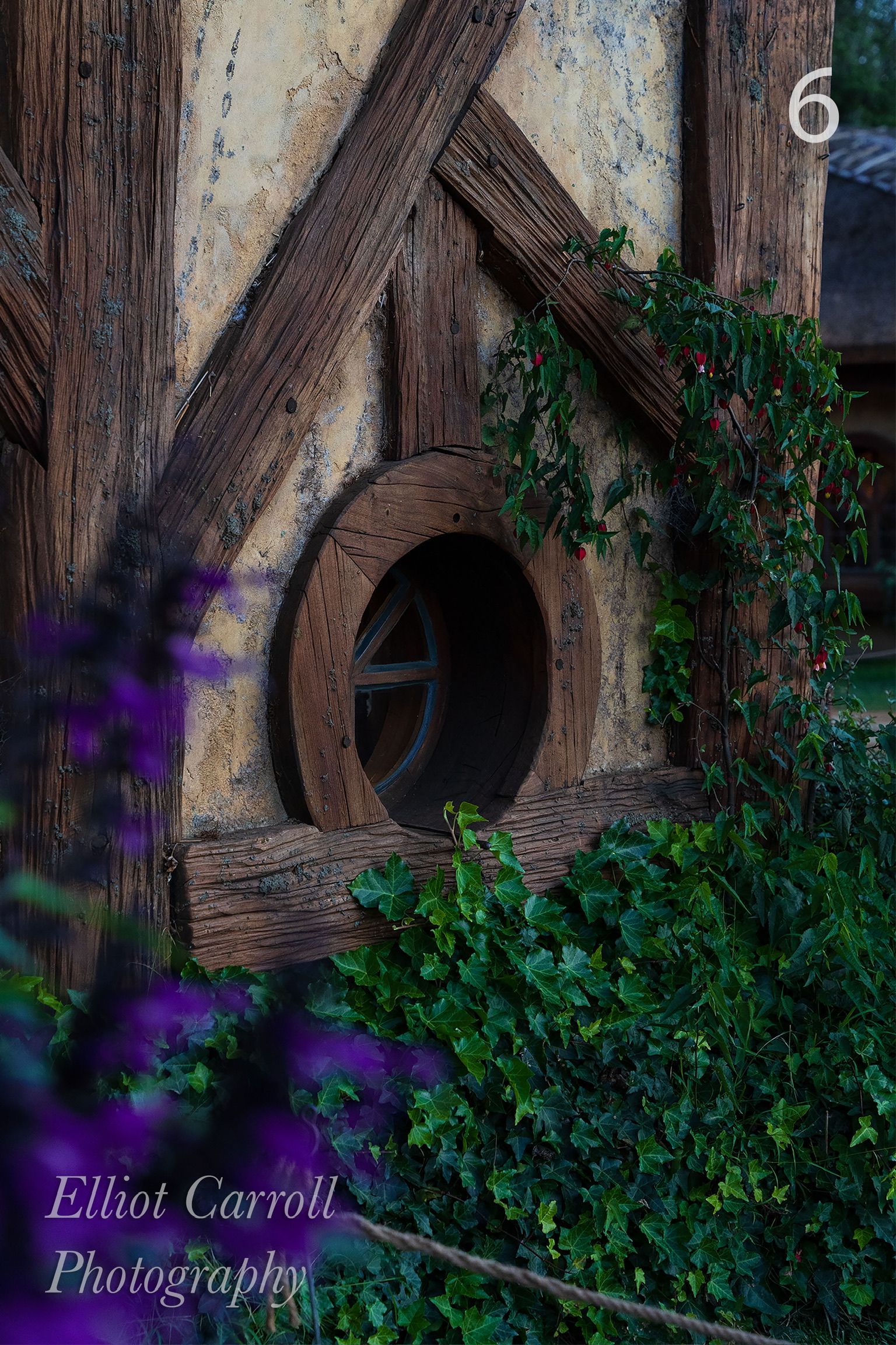 Window Vines W.JPG