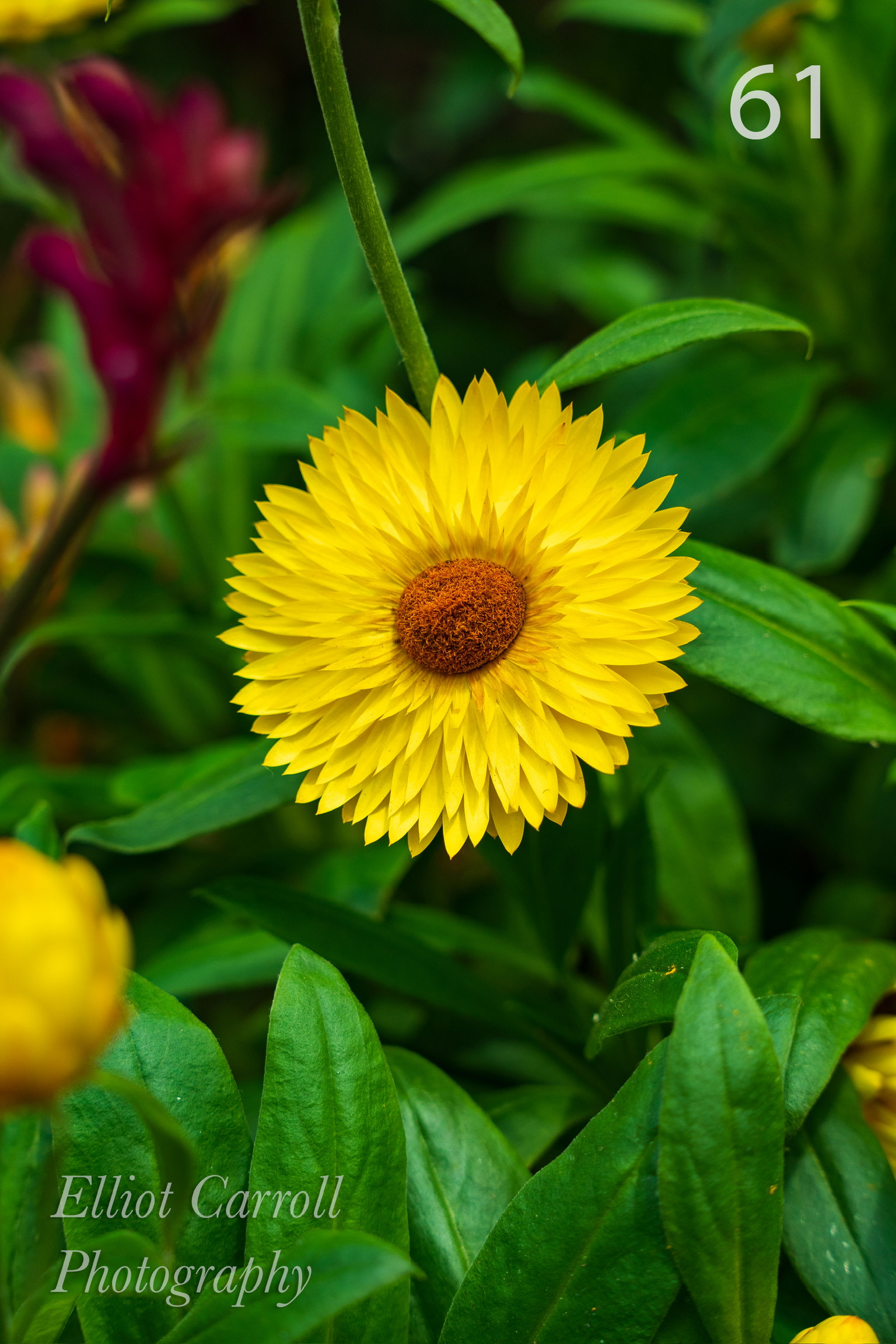 SunflowerWeb-Watermarked.jpg