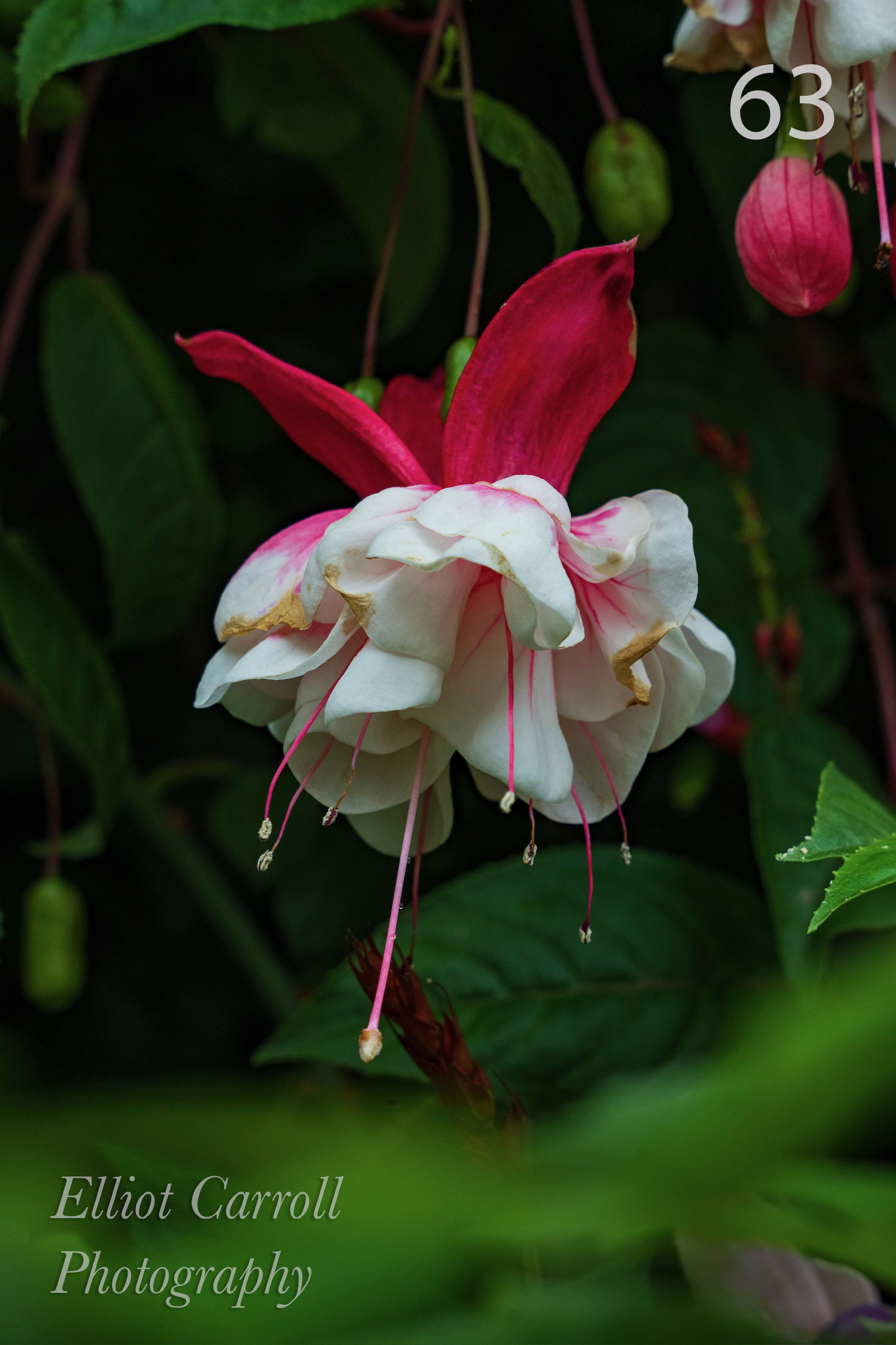 HidingFuchsiaWeb-Watermarked.jpg