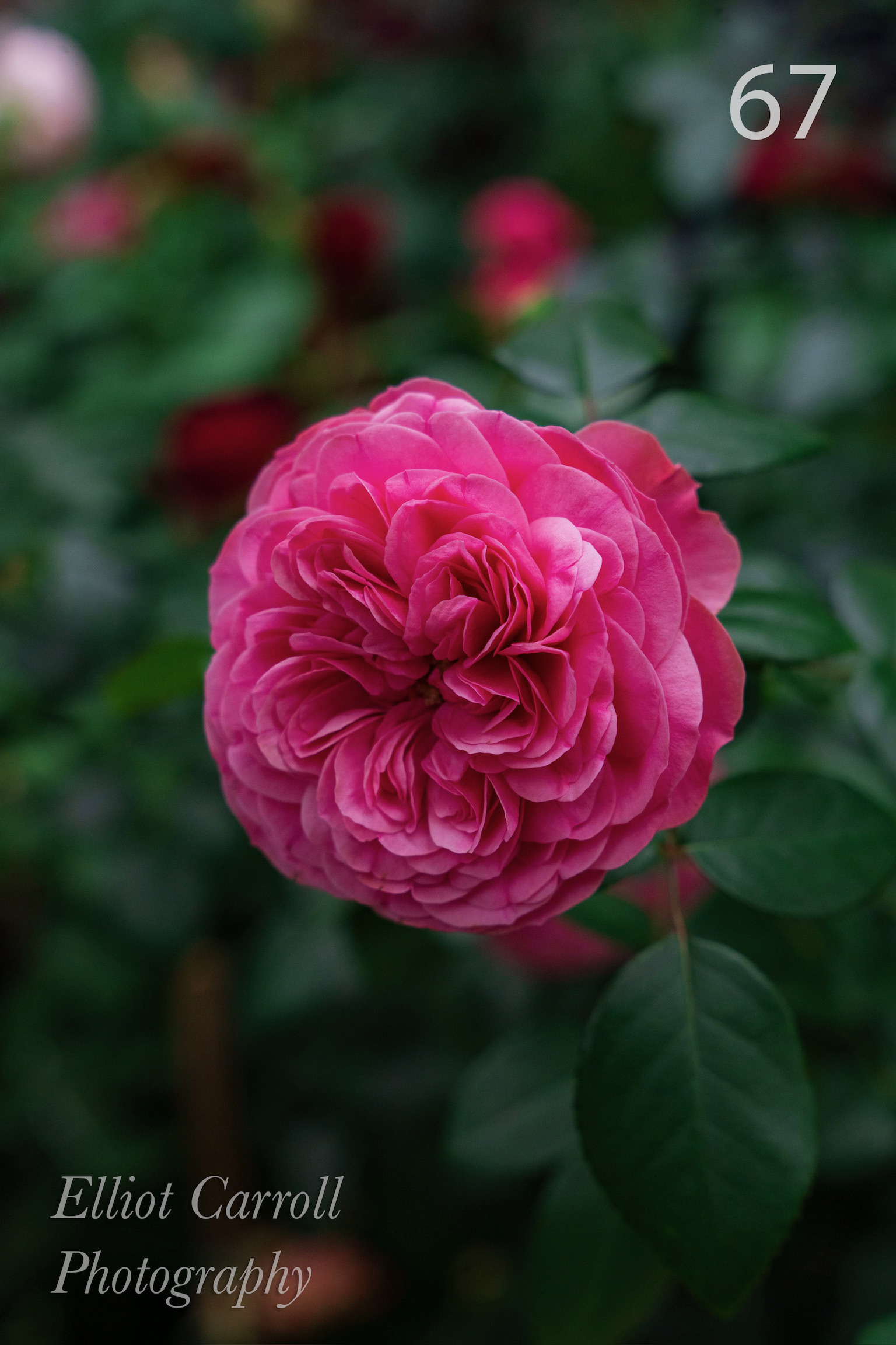 PinkFluffyRoseWeb-Watermarked.jpg