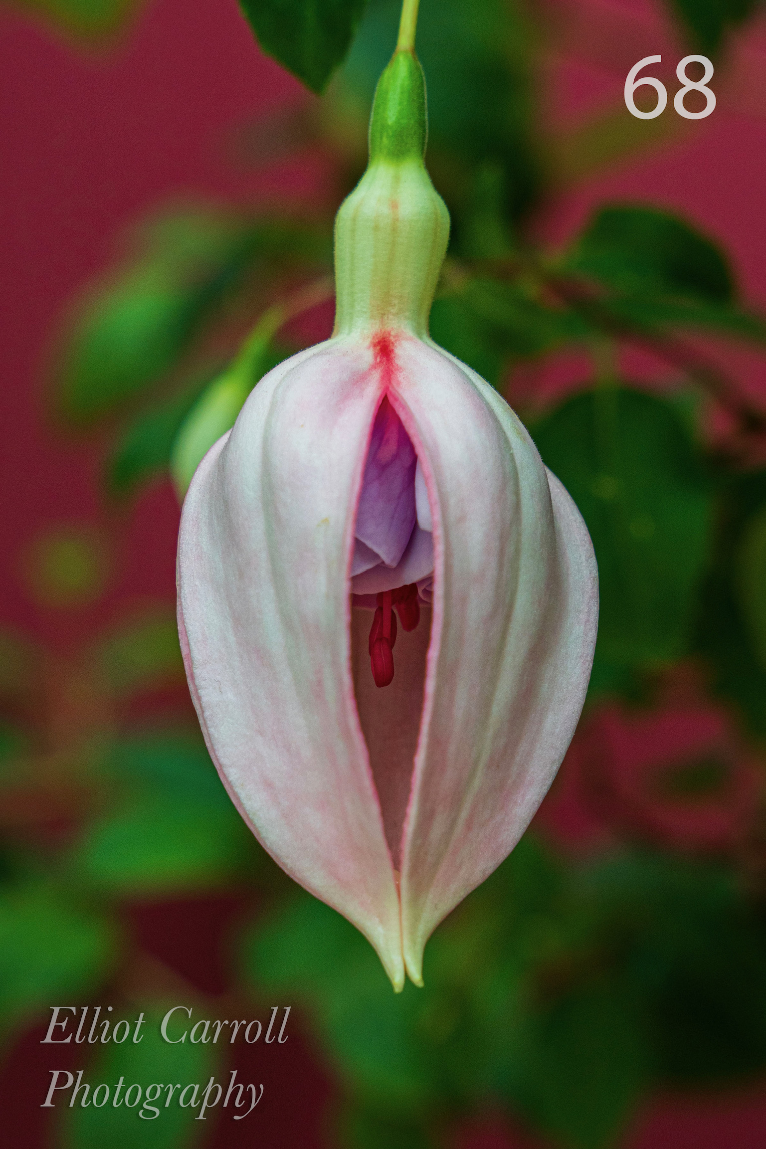BloomingFlowerWeb-Watermarked.jpg