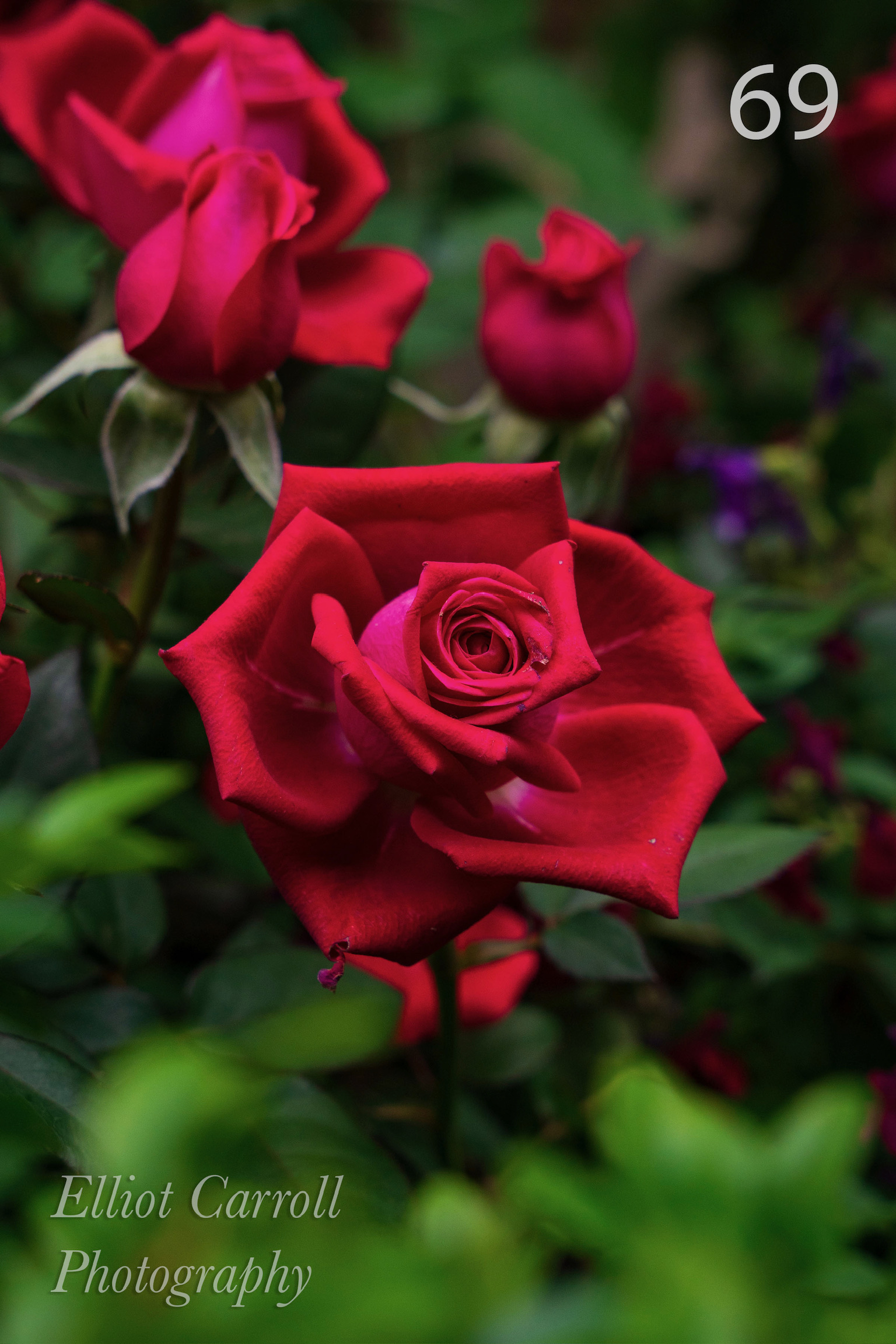 OpenRedRoseWeb-Watermarked.jpg