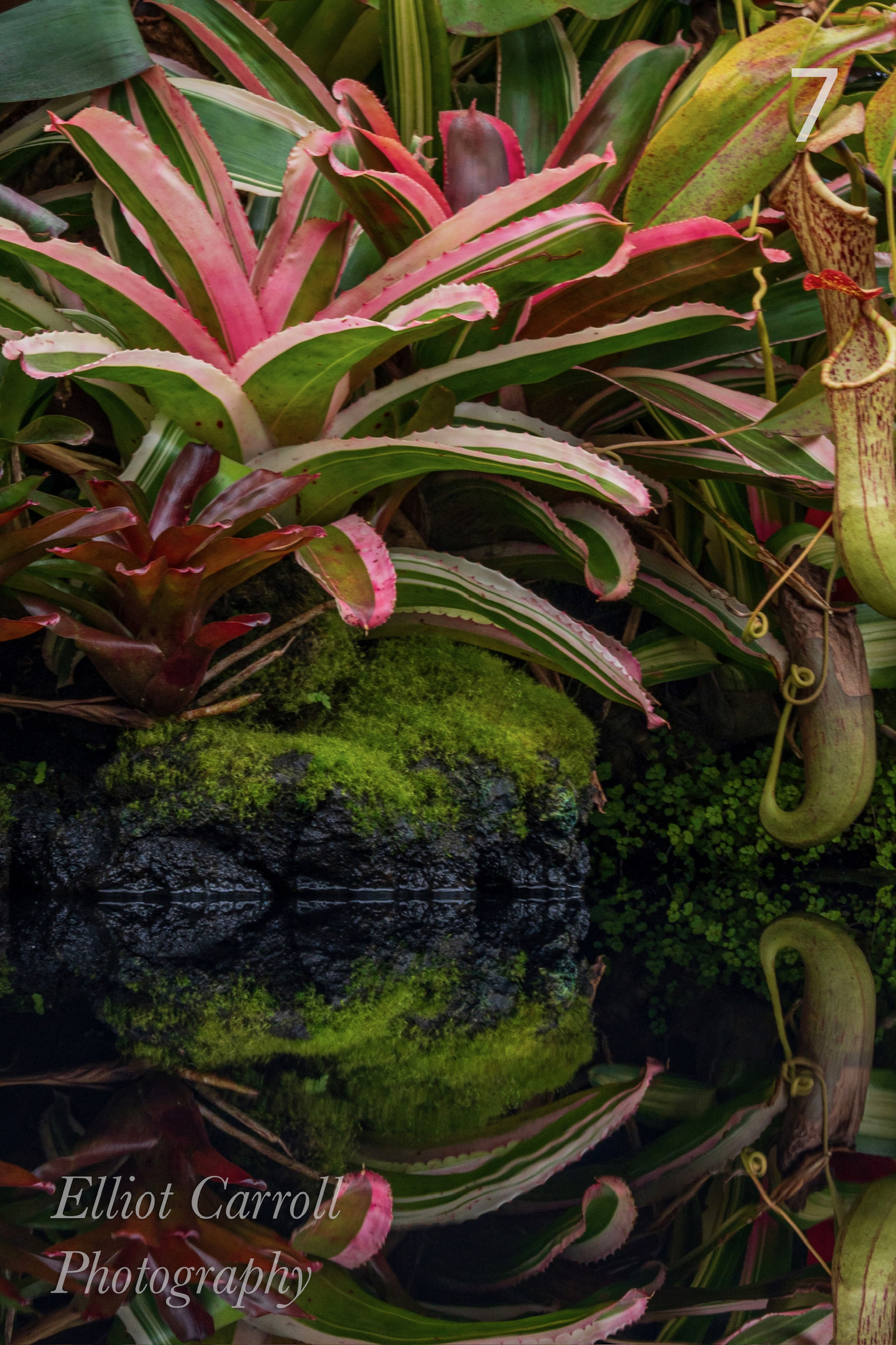 MirrorPlantsWeb-Watermarked.jpg