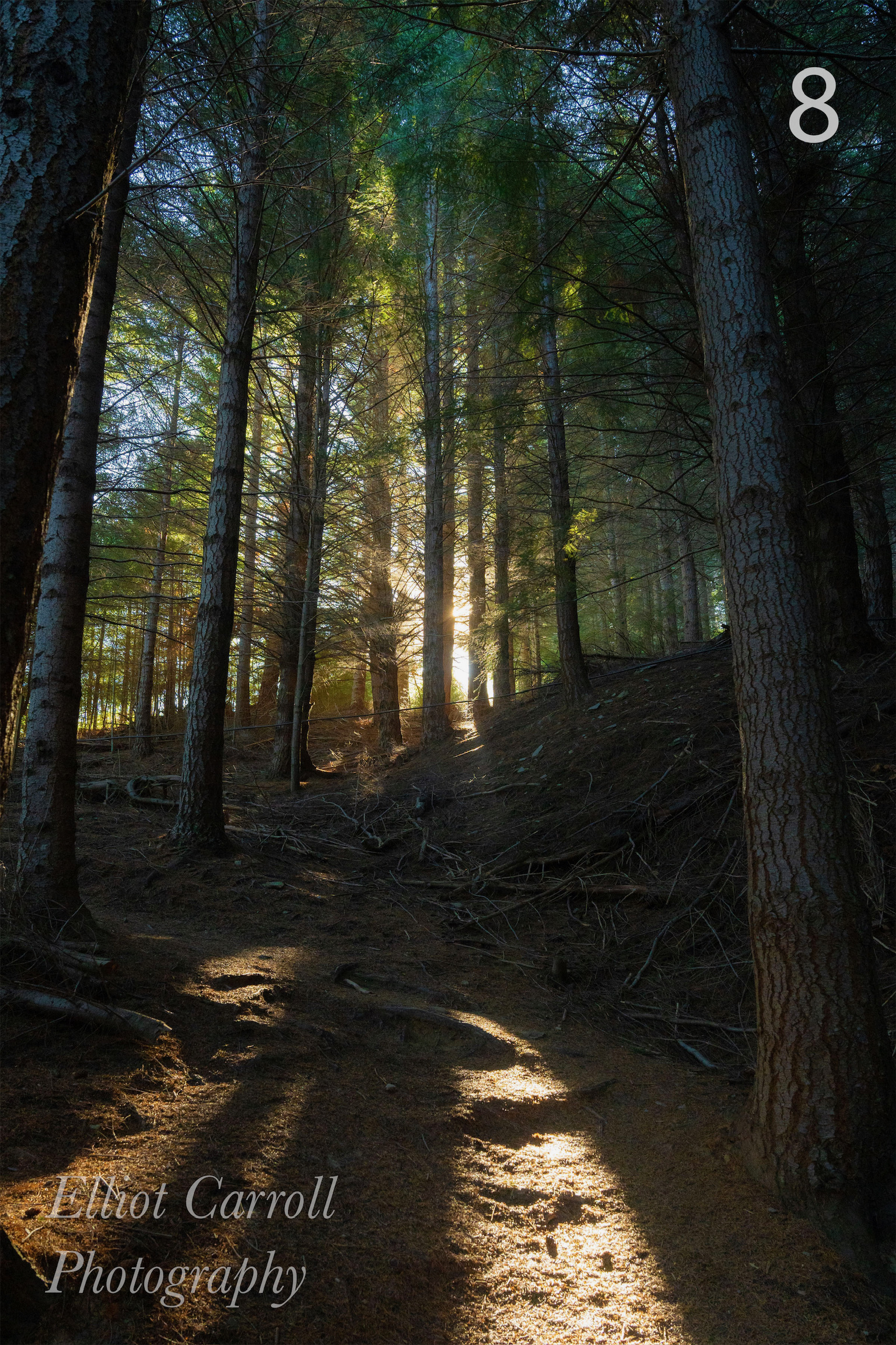 Forest W.JPG