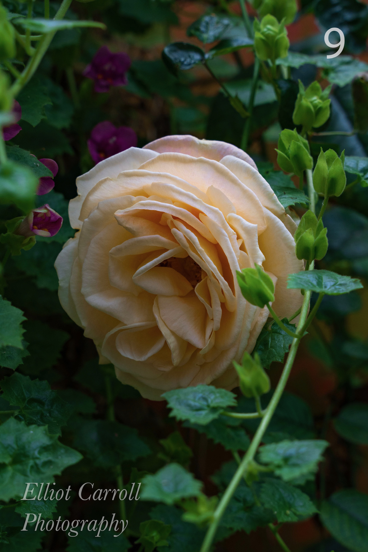 WhiteRoseWeb-Watermarked.jpg